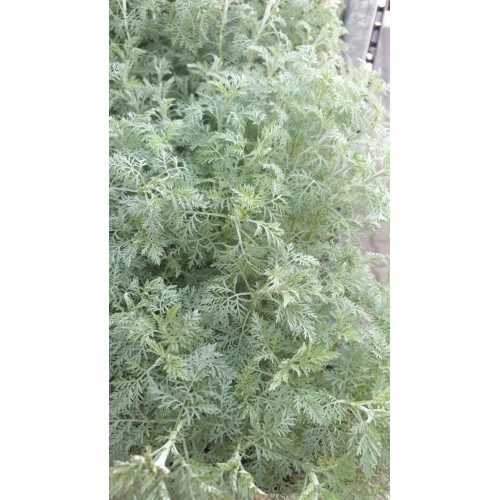 Разсад Сладък Пелин / Artemisia annua - билката която мори РАКА