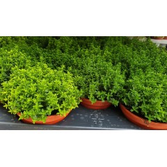 Разсад от Хебе