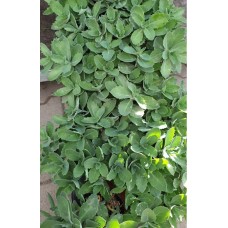 Седум (Дебела Мара) в саксия / Sedum maxima