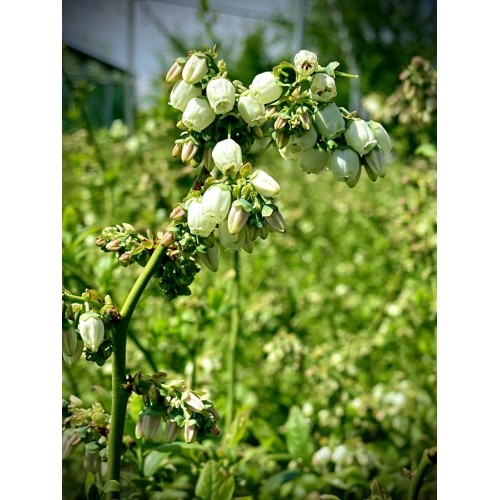 Вечнозелена Боровинка - Vaccinium Corymbosum Sunshine Blue 