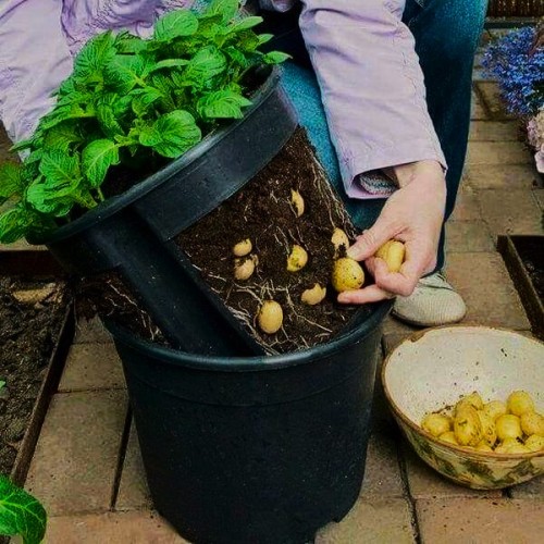 Контейнер за отглеждане на картофи GrowInPot