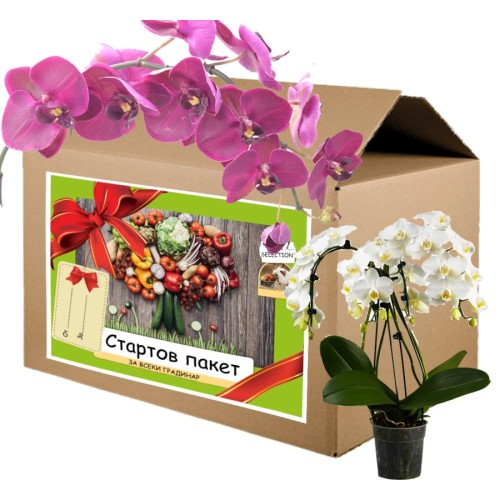 Стартов пакет за моята Любима Орхидея 
