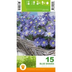 Анемония Сини нюанси Anemone Blue Shades - 15 бр луковици