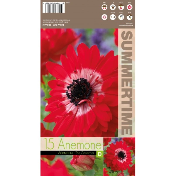 Анемония Губернатор Anemone corornaria - 15 бр луковици