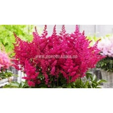 Астилба Уникално Рубинена Astilbe - 1 бр луковица
