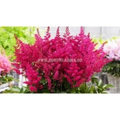 Астилба Уникално Рубинена Astilbe - 1 бр луковица