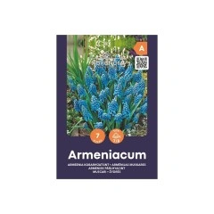 Мускари (кукувиче грозде) Muscari Armeniacum - AGRONOM - 7 бр луковици