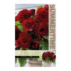 Бегония Двойна Тъмночервена Begonia L - 3 бр грудки