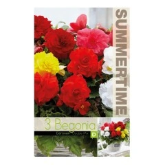 Бегония Кичеста Микс Begonia tuberhybrida - 3 бр грудки