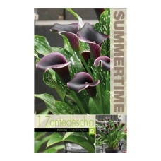 Кала Дубайски нощи Zantedeschia - 1 бр луковица