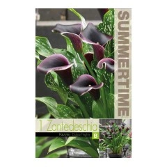 Кала Дубайски нощи Zantedeschia - 1 бр луковица