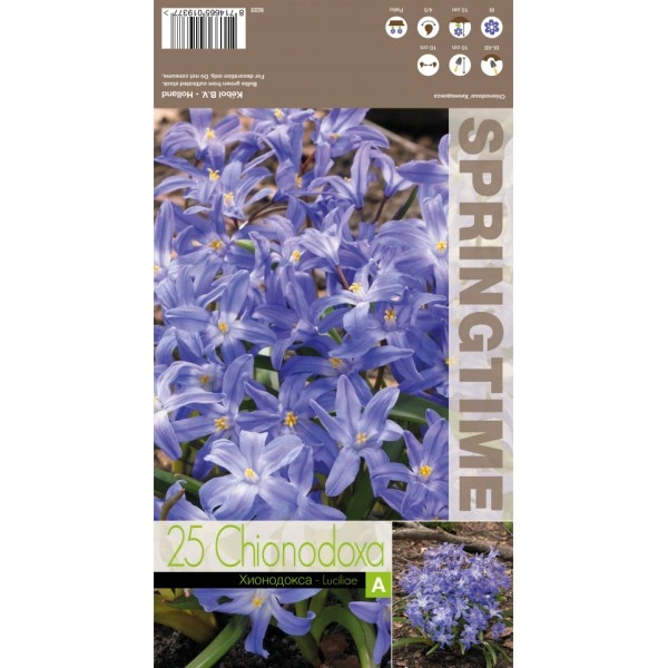 Хионодокса Синя Chionodoxa luciliae Blue - 25 бр луковици