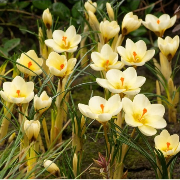 Минзухар Крем Бюти Crocus Cream Beauty - 10 бр луковици