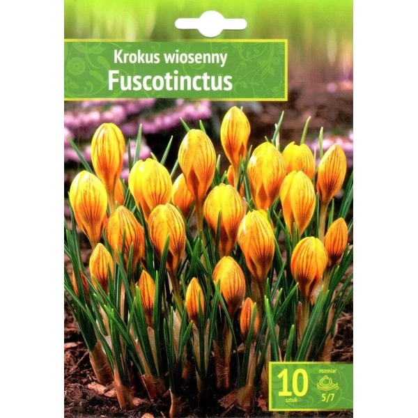 Минзухар Жълт с кафяви ивици Crocus Fuscotinctus - 10 бр луковици