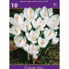 Минзухар Бял Crocus white - 10 бр луковици