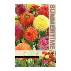 Далия (Гергина) Помпон Микс Dahlia Cav - 5 бр луковици