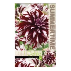 Далия (Гергина) Тартан Dahlia Cav. - 1 бр луковицa