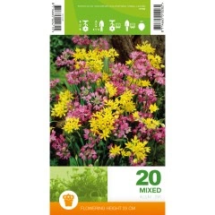 Декоративен лук Микс Allium Mixed – 20 бр луковици