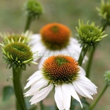 Ехинацея Алба Echinacea - 1 бр коренище