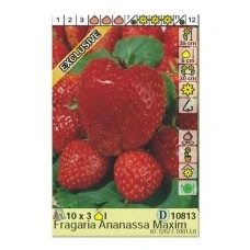 Ягоди Максима Fragaria × ananassa Maxima - 3 бр корени