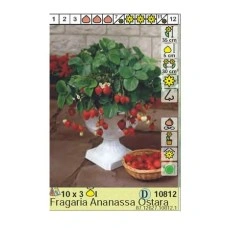 Ягоди Остара Fragaria × ananassa Ostara - 3 бр корени