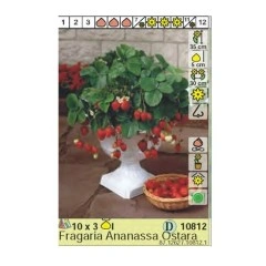 Ягоди Остара Fragaria × ananassa Ostara - 3 бр корени