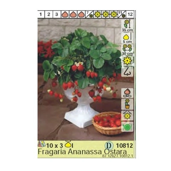 Ягоди Остара Fragaria × ananassa Ostara - 3 бр корени