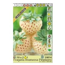 Ягоди Пайнбери Fragaria × ananassa Pineberry - 2 бр корени