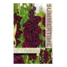 Гладиоли Espresso Gladiolus L - 7 бр луковици