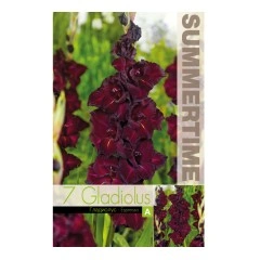 Гладиоли Espresso Gladiolus L - 7 бр луковици