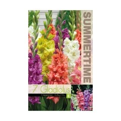 Гладиоли Къдрав Микс Gladiolus L - 7 бр луковици
