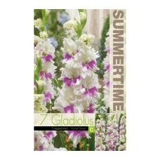 Гладиоли Виолетово сърце Gladiolus L - 7 бр луковици