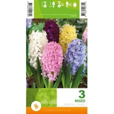 Зюмбюл Микс Hyacinthus Mixed - 3 бр луковици
