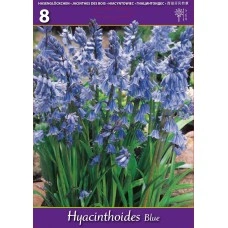 Лъжезюмбюл Синя камбанка Hyacinthoides blue - 8 бр луковици