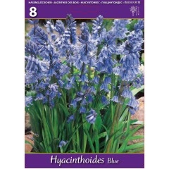 Лъжезюмбюл Синя камбанка Hyacinthoides blue - 8 бр луковици