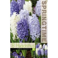 Зюмбюл Синьо Бяло Микс Hyacinthus Blue White Mixed - 8 бр луковици