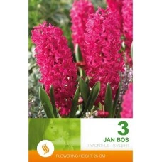 Зюмбюл Ян Бос Hyacinthus Jan Bos - 3 бр луковици