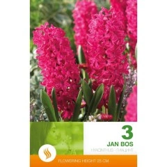 Зюмбюл Ян Бос Hyacinthus Jan Bos - 3 бр луковици