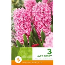 Зюмбюл Лейди Дерби Hyacinthus Lady Derby - 3 бр луковици