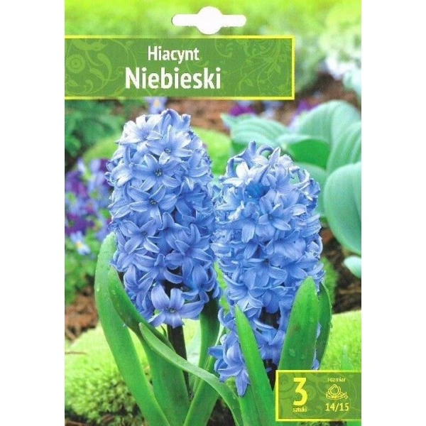 Зюмбюл Източен Небесен Hyacinthus Niebieski - 3 бр луковици
