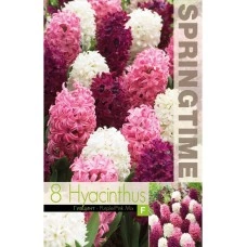 Зюмбюл Лилаво Розово Микс Hyacinthus Purple Pink Mixed - 8 бр луковици