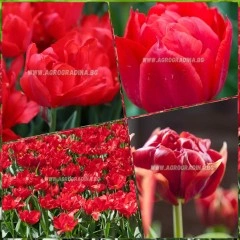 Лале Абба Tulipa Abba - 5 бр луковици