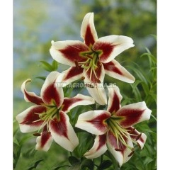 Лилиум Мечтата на Бевърли Lilium Beverly dream - 1 бр луковица