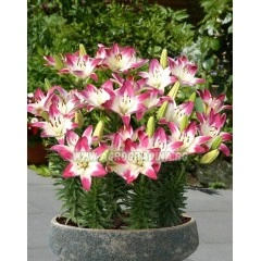 Лилиум Близалка Lilium Lollypop - 2 бр луковици