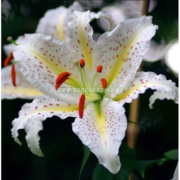 Лилиум Нипон Lilium Nippon - 3 бр луковици