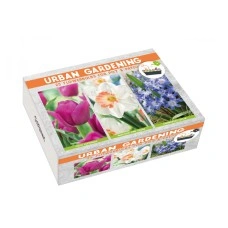 Луковици Микс - Лале Passionale, Нарцис Pink Charm, Хинодокса Chionodoxa luciliae - 25 бр луковици