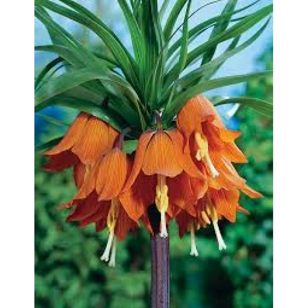 Фритилария Императорска Ведрица Аврора (Ходжово лале) Fritillaria imperialis Aurora- 1 бр луковица