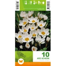 Минзухар АРД Шенк Crocus ARD Schenk - 10 бр луковици