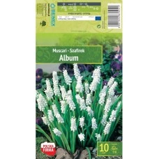 Мускари (кукувиче грозде) Албум Muscari Album - 10 бр луковици