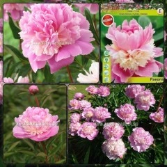 Божур Розов Сорбе Paeonia Sorbet (Paeonia lactiflora) - 1 бр луковицa